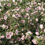 Hibiscus syriacus 'Hamabo'